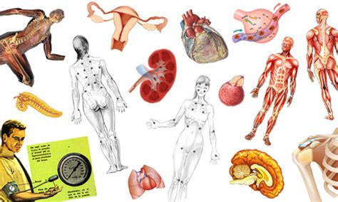 Fisiología: DEFINICIÓN DE FISIOLOGÍA