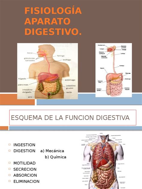 Fisiologia Del Aparato Digestivo | Digestión | Sistema digestivo humano