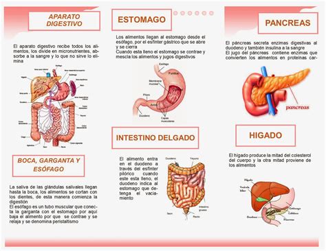 Fisiologìa del Aparato Digestivo: Una Introducción de la Fisiología del ...