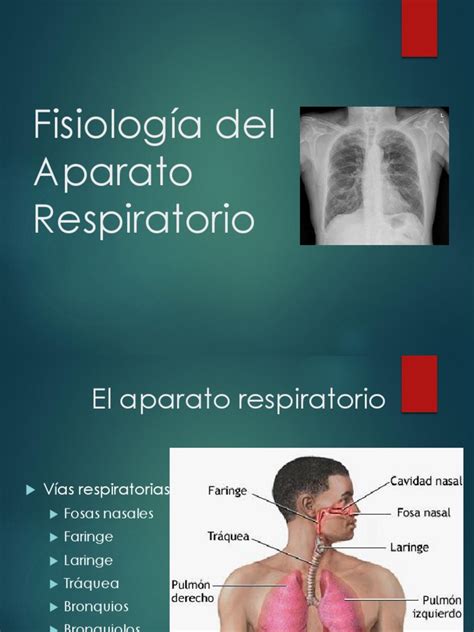 Fisiología Del Aparato Respiratorio | Pulmón | Sistema respiratorio ...