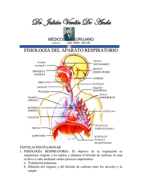 Fisiología Del Aparato Respiratorio | Pulmón | Sistema respiratorio