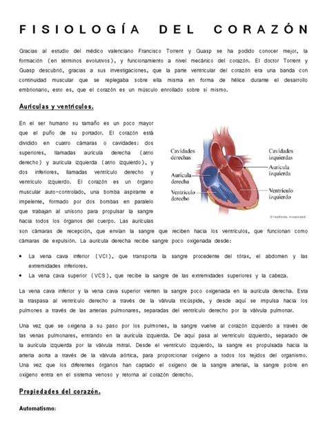 FISIOLOGÍA DEL CORAZÓN | Corazón | Anatomía humana