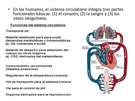 fisiologia del sistema cardiovascular 1