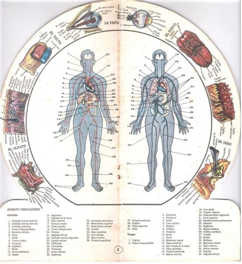 Fisiología Humana Con Diagrama Del Cuerpo Humano   Bs. 700.000,00 en ...