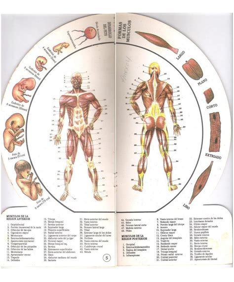 Fisiología Humana Con Diagrama Del Cuerpo Humano   Bs. 700.000,00 en ...