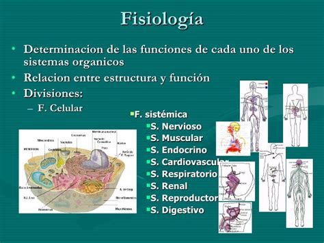 FISIOLOGIA HUMANA