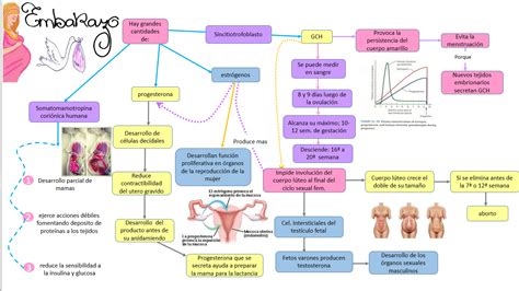 Fisiología Médica de Alondra: Cambios Fisiológicos en el Embarazo