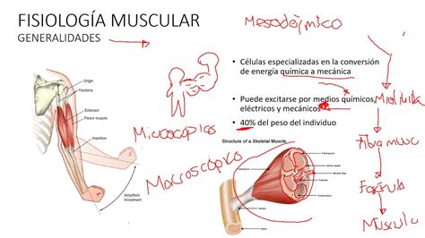 Fisiología muscular   YouTube