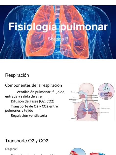 Fisiología Pulmonar | Pulmón | Respiración