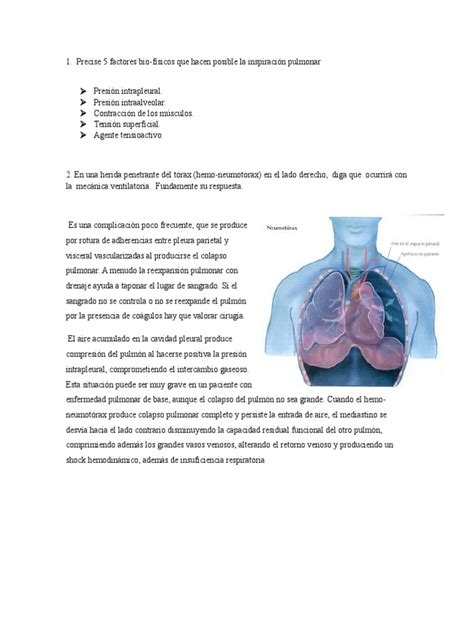 FISIOLOGIA RESPIRATORIO | Pulmón | Sistema respiratorio