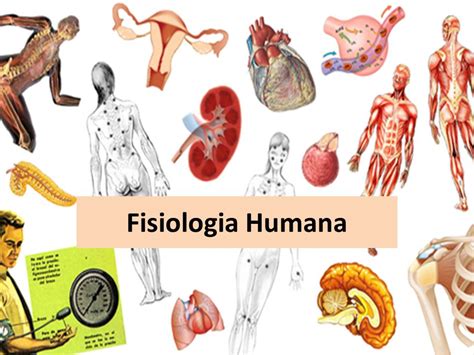 Fisiólogo: concepto, carrera, importancia y todo lo que debes saber