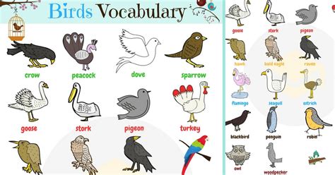 Five Birds Name In Alphabetical Order   Best Alphabet ...