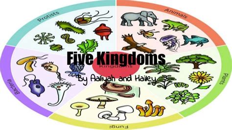 Five kingdoms