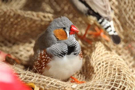 Five of the Quieter Pet Bird Species