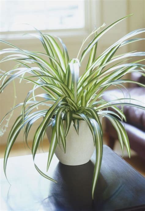Five Pet Safe Houseplants for Spring | Leaf and Paw