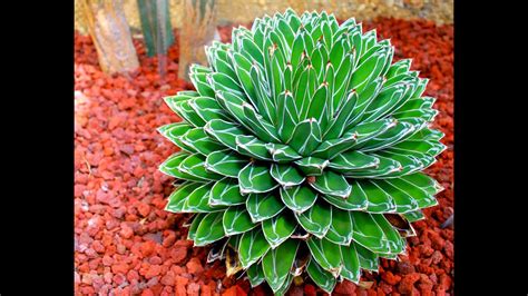 Five plants with fascinating ornamental foliage