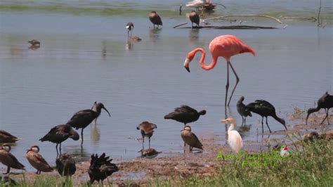 Flamenco alimentándose  Greater Flamingo, Phoenicopterus ...