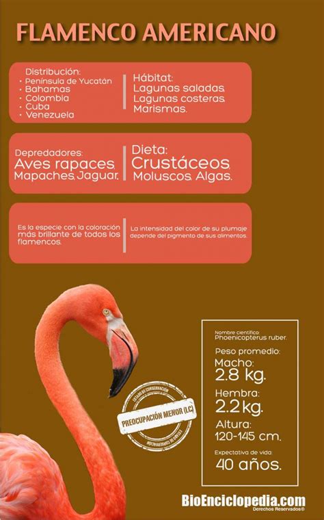 Flamenco Americano Infografía   BioEnciclopedia