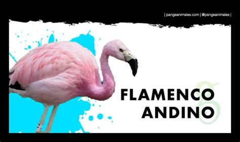 Flamenco Andino: Características, Qué come y Dónde vive | Pangea