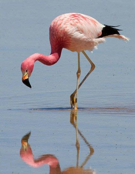 Flamenco andino  Phoenicoparrus andinus . Es un ave de la ...