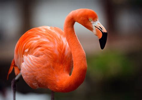 Flamenco: aprende sobre esta curiosa ave   My Animals