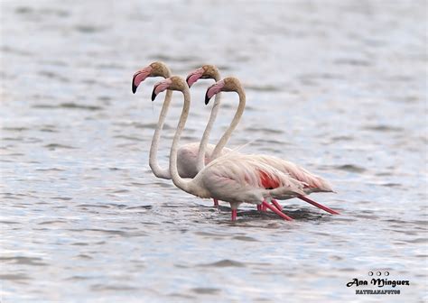 Flamenco común/Greater Flamingo | Animales, Naturaleza