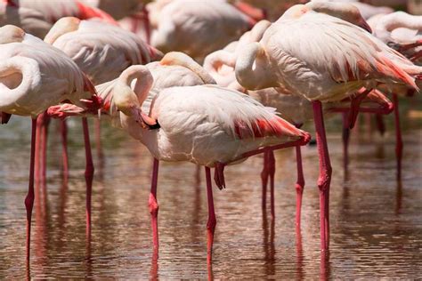 Flamenco común   Phoenicopterus roseus   Vive la Naturaleza