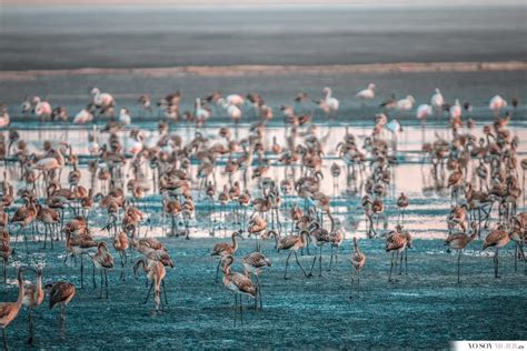 Flamencos en la Laguna de Fuente de Piedra, un espectáculo de la ...