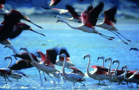 Flamencos en la Reserva Nacional de Paracas. | Aves migratorias, Aves ...