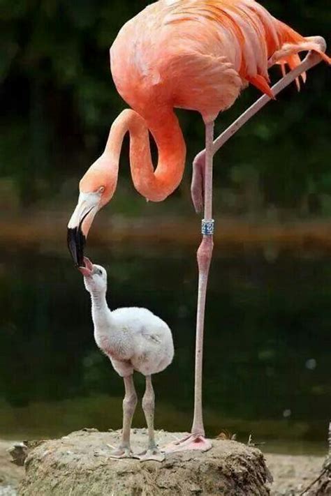 Flamencos | Fotos de aves, Flamingos, Animales