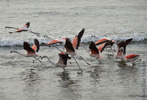 Flamencos partiendo vuelo Imagen & Foto | animales, aves, naturaleza ...