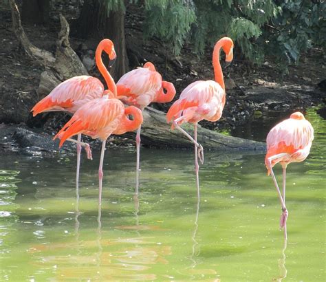 Flamencos Rosados Aves Silvestre   Foto gratis en Pixabay