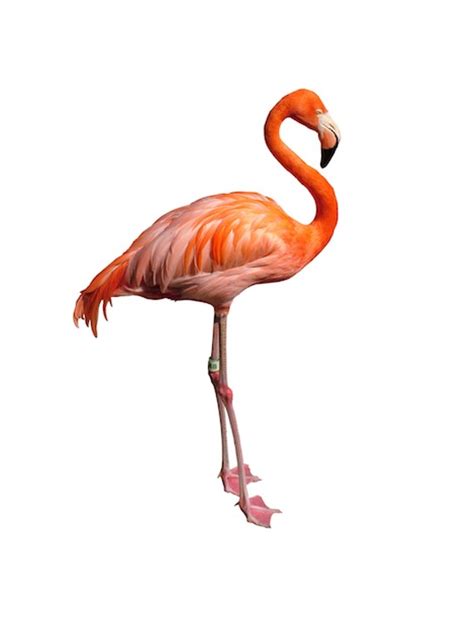 Flamingo Anatomy   Flamingo Facts and Information