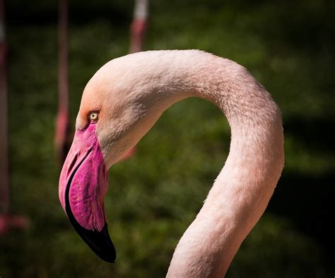 Flamingo Animales Flamencos · Foto gratis en Pixabay