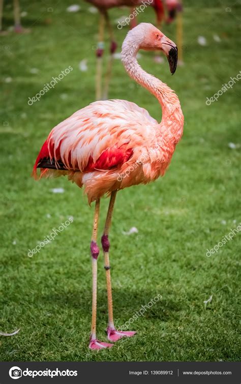 Flamingo ave do zoo — Stock Photo  pawopa3336 #139089912