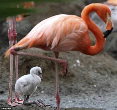 Flamingo chick with huge feet shows them off for the first ...
