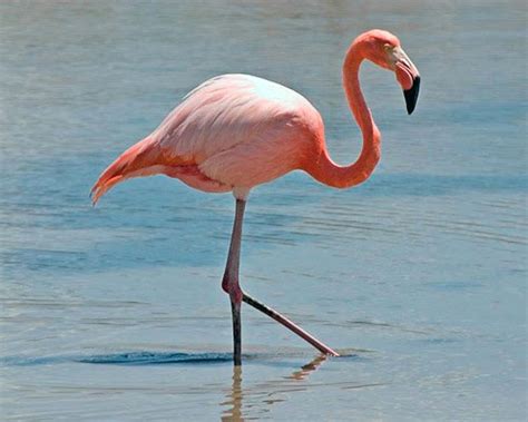 Flamingo Dream Meaning and Interpretations   Dream Stop