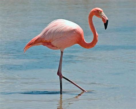 Flamingo Dream Meaning and Interpretations   Dream Stop ...