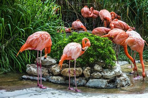 Flamingo família no jardim zoológico de Lisboa, Portugal ...