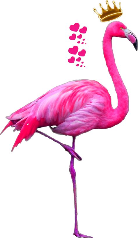 flamingo flamenco animals ftestickers stickers autocoll...