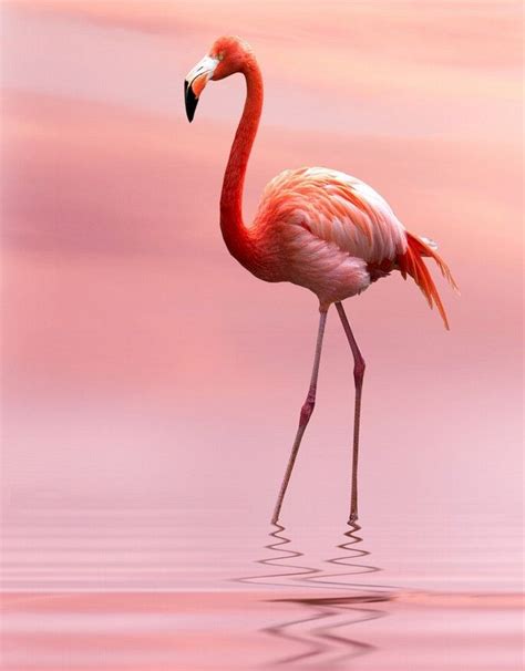 Flamingo in Pink | Flamingos cor de rosa, Pintura de ...