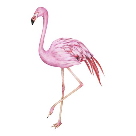 Flamingo Vectors, Photos and PSD files | Free Download
