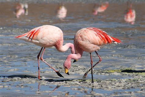 Flamingo   Wikipedia