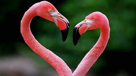 Flamingos Making Heart figure Desktop Wallpaper ...