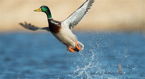Float Your Way to More Ducks   Delta Waterfowl