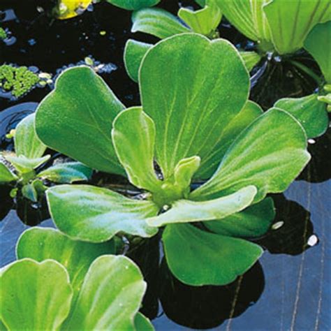 Floating plants, ideal plants for newly laid ponds | Velda