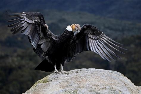 Flock Of Endangered Condors Trash California Woman s Deck, Refuse To ...