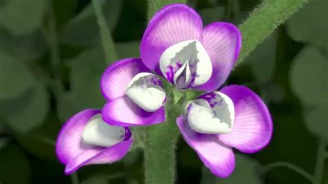 Flor de soja  Soybean Flower    YouTube