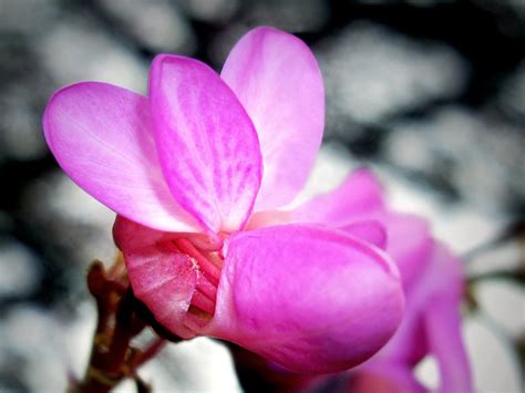 Flor del árbol del amor | Now We Are Free, de Hans Zimmer y … | Flickr