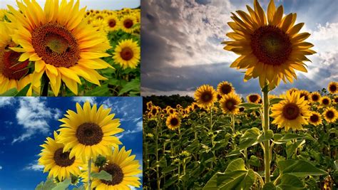 Flor del sol o girasol | Para curar el alma
